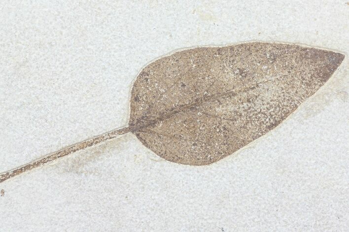 Fossil Leaf (Unidentified) - Green River Formation #79544